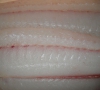 Fresh Fluke(North Atlantic Sole) Fillet Boneless (Sushi Grade)